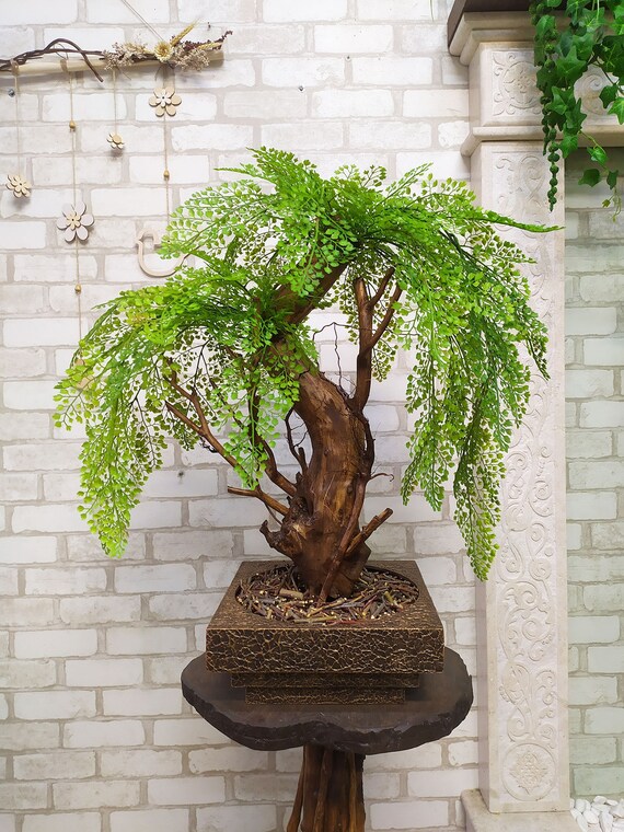 Live Dwarf Australian Weeping Willow Bonsai Tree｜TikTok, 55 OFF