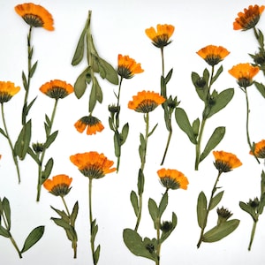 May include: A collection of dried calendula flowers, featuring vibrant orange petals and green stems and leaves, arranged against a white background. The image showcases the natural beauty and detail of the pressed flowers, ideal for crafting or decorative purposes.