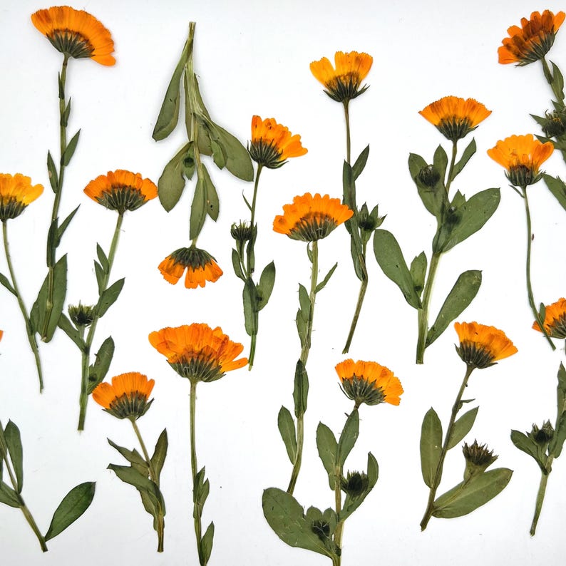 May include: A collection of dried calendula flowers, featuring vibrant orange petals and green stems and leaves, arranged against a white background. The image showcases the natural beauty and detail of the pressed flowers, ideal for crafting or decorative purposes.