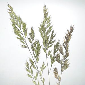 Real pressed dried flowers, Grenery for craft, Set of 5-10-20