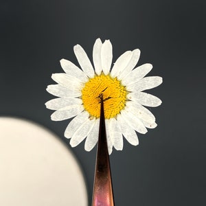 May include: A white daisy with a yellow centre is held by tweezers against a grey background.