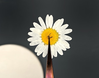 Daisies pressed flowers, Edible flowers, Edible flowers for cake decoration, Dried flowers, Cake flowers, Pressed flowers, Craft Dried flowe