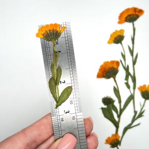 May include: A close-up of dried orange calendula flowers with green stems and leaves. A metal ruler is held next to one flower, showing measurements in inches. Additional flowers are scattered on a white background.