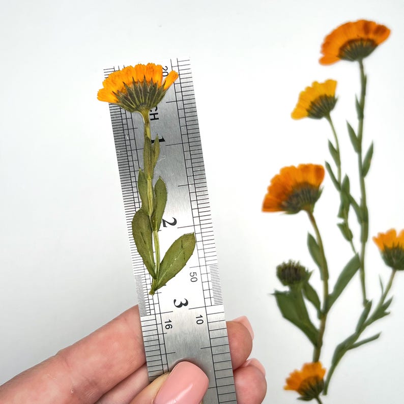 May include: A close-up of dried orange calendula flowers with green stems and leaves. A metal ruler is held next to one flower, showing measurements in inches. Additional flowers are scattered on a white background.