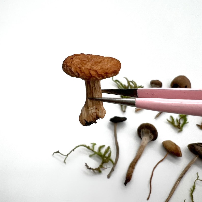 May include: A close-up of a brown mushroom held by pink tweezers. The mushroom has a textured, rounded cap and a slender stem. Other mushrooms and green moss are scattered on a white surface.