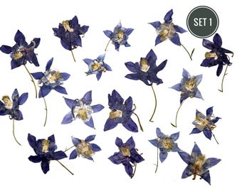 Aquilegia, Real pressed dried flowers