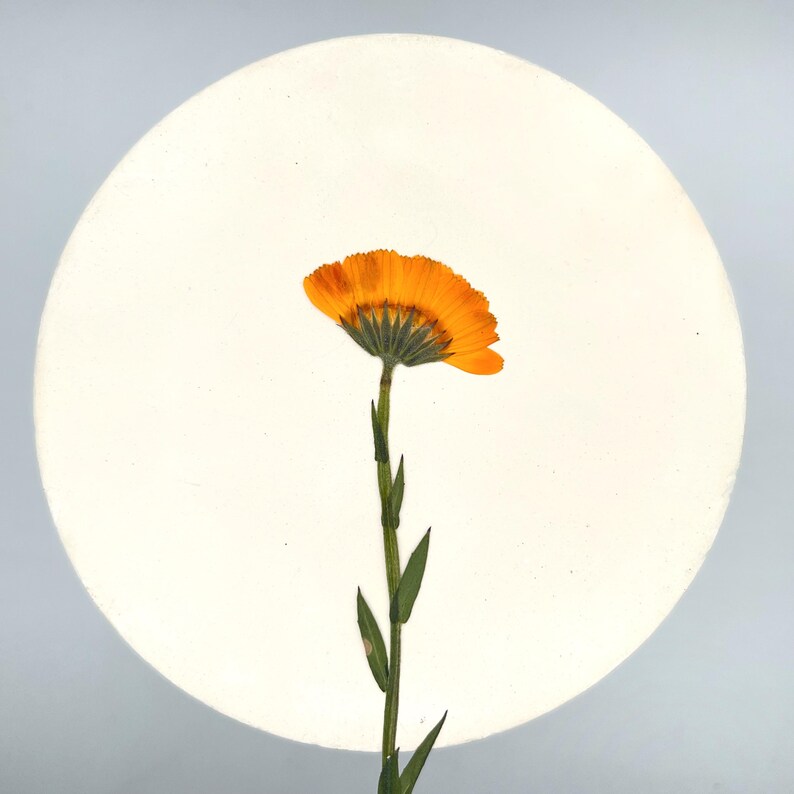 May include: A vibrant orange flower with a green stem and leaves is centered against a white circular background. The flower's petals are fully open, showcasing their intricate details. The image is well-lit, highlighting the flower's texture.