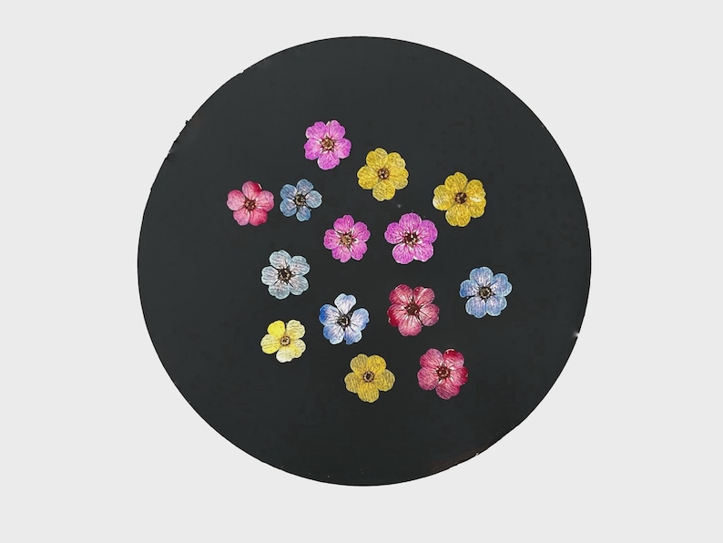 May include: A collection of small, pressed flowers in shades of pink, yellow, and light blue arranged on a circular black surface. The flowers feature five distinct petals and a central stamen, showcasing natural textures and varied color tones.