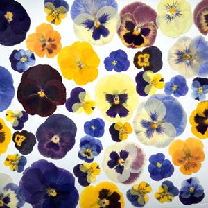 May include: An overhead shot of a collection of pressed pansy flowers in various colors. The flowers range in shades of yellow, orange, blue, purple, and white. The pansies are arranged on a white background, showcasing their intricate details.