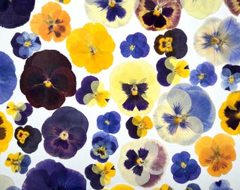 Violas pressed flowers, Pressed Dried Pansies, Edible flower, Flowers for cake, Set of 5-10-20-50
