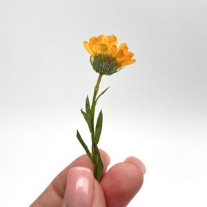 May include: A close-up of a dried orange flower with green stem and leaves. The flower is held by a person with pink nail polish. The flower's petals are a vibrant orange, and the stem and leaves are a deep green.