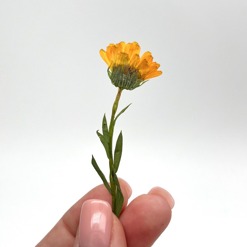 May include: A close-up of a dried orange flower with green stem and leaves. The flower is held by a person with pink nail polish. The flower's petals are a vibrant orange, and the stem and leaves are a deep green.