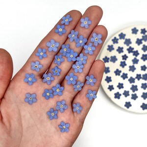 May include: A collection of small, pressed light blue forget-me-not flowers with five petals and a tiny yellow center. The flowers are scattered across an open palm and a round white ceramic dish, showcasing their delicate, flat, and dried appearance.