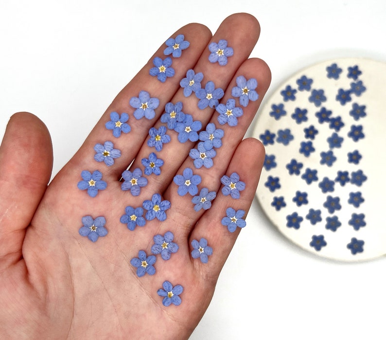 May include: A collection of small, pressed light blue forget-me-not flowers with five petals and a tiny yellow center. The flowers are scattered across an open palm and a round white ceramic dish, showcasing their delicate, flat, and dried appearance.