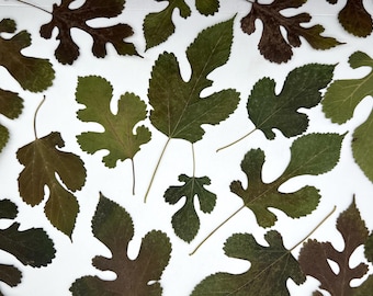 Mulberry leaves, Autumn leaves, Fall leaves, Real pressed dried flowers, Dried flowers, Real pressed dried leaves, Dried wildflowers