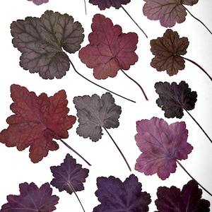 Geicher leaves, Real pressed dried flowers, Dried flowers, Real pressed dried leaves, Purple leaves, Grenery for craft, Autumn dried leaves
