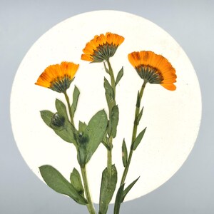 May include: Three orange calendula flowers with green stems and leaves are arranged on a white circular background. The flowers have a bright orange color with a darker center, and the leaves are a deep green.