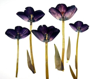 Tulip dried flowers, SET FROM PHOTO, Pressed dried flowers