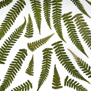 May include: An overhead shot displays multiple green fern fronds scattered on a white background. The fronds vary in size and shape, with a detailed, textured appearance. The arrangement creates a natural, botanical theme.