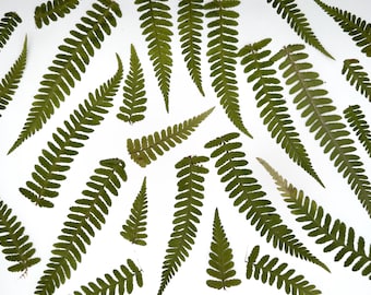Fern, Real pressed dried flowers, Grenery for craft, Green leaves, SET of 5-15-30