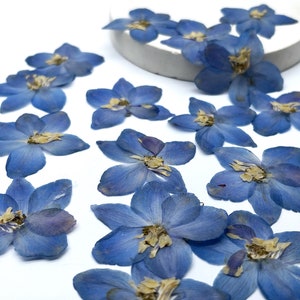 May include: Dried blue delphinium flowers scattered on a white surface. The flowers have a delicate, layered petal structure with a yellow center. These natural flowers are ideal for crafting, scrapbooking, or adding a touch of nature to any project.