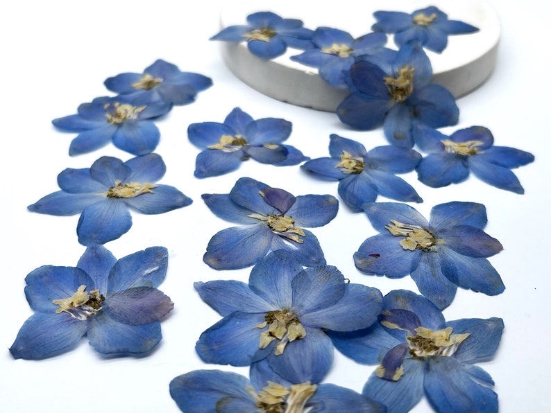 May include: Dried blue delphinium flowers scattered on a white surface. The flowers have a delicate, layered petal structure with a yellow center. These natural flowers are ideal for crafting, scrapbooking, or adding a touch of nature to any project.