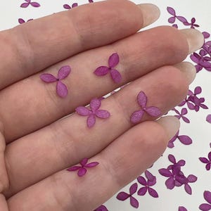 Forget me not flowers, Real pressed dried flowers, Dried flowers, Real pressed dried leaves, Pressed flowers, Blue flowers for craft image 16