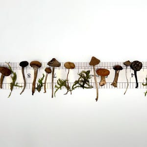 May include: A collection of small mushrooms of varying shapes and colors, including brown, tan, and black, are arranged along a ruler. Green moss is interspersed among the mushrooms. The ruler provides a scale for measuring the mushrooms.