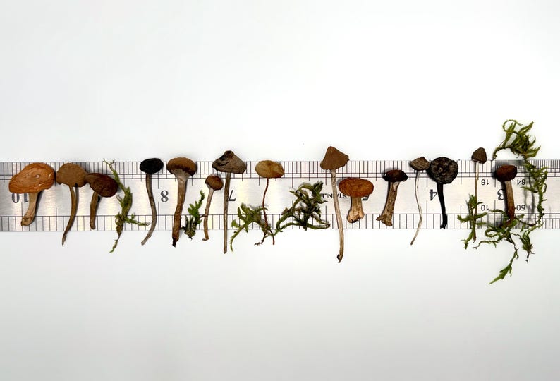May include: A collection of small mushrooms of varying shapes and colors, including brown, tan, and black, are arranged along a ruler. Green moss is interspersed among the mushrooms. The ruler provides a scale for measuring the mushrooms.