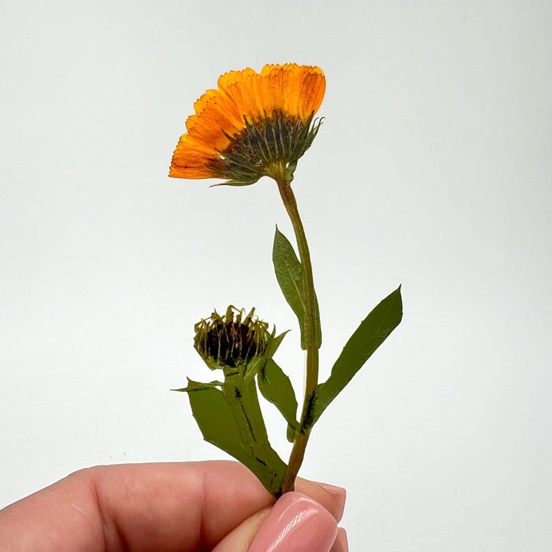May include: A pressed calendula flower with vibrant orange petals and a dark brown center. The flower is attached to a green stem with green leaves. The image is set against a white background.