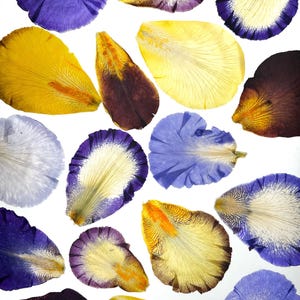 May include: A collection of pressed iris petals in various colors including deep purple, bright yellow, light blue, and white. Each petal displays distinct natural veining and textures, arranged in a scattered pattern against a plain white background.