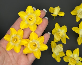 Daffodil dried flowers, Dried Narcissus