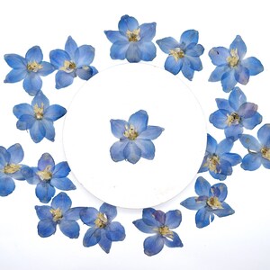 May include: A collection of pressed, light blue delphinium flowers arranged in a circular pattern around a white circle. The flowers have delicate petals and yellow centers, set against a clean white background. The arrangement is symmetrical and visually appealing.