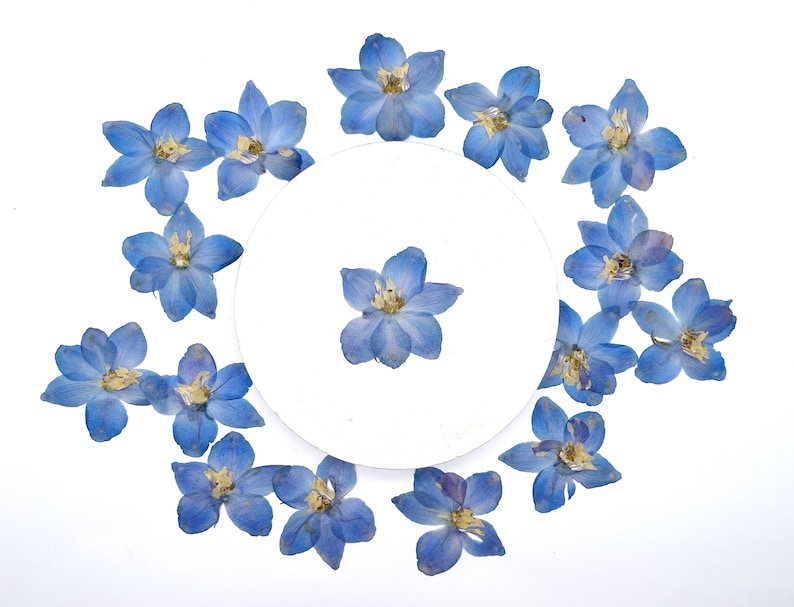 May include: A collection of pressed, light blue delphinium flowers arranged in a circular pattern around a white circle. The flowers have delicate petals and yellow centers, set against a clean white background. The arrangement is symmetrical and visually appealing.