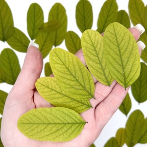 May include: A hand holding a collection of pressed green leaves. The leaves have a delicate, veined texture and are arranged in a fan shape.
