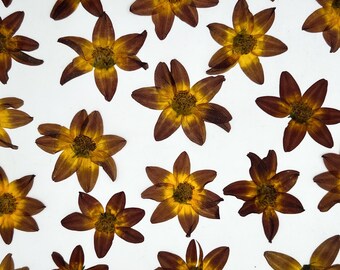 Yellow pressed flowers, Real flowers, Dried flowers, Pressed flowers, Dried flowers for resin, SET of 5-10-20
