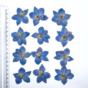May include: A collection of pressed, dried blue delphinium flowers arranged on a white background. A ruler is placed vertically along the left side, showing inch measurements. The flowers have multiple petals and yellow centers.