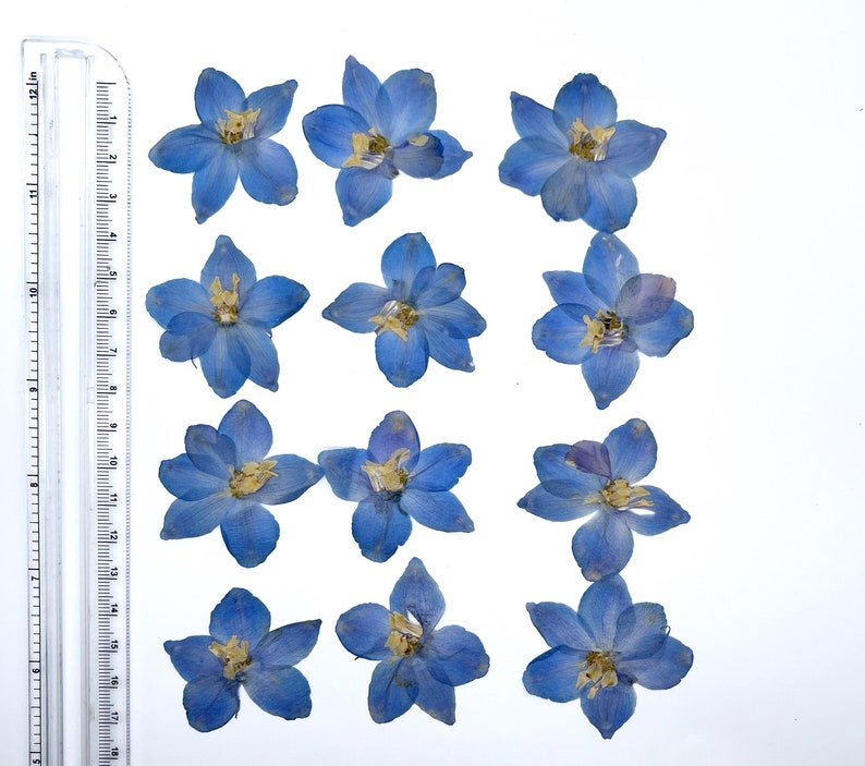 May include: A collection of pressed, dried blue delphinium flowers arranged on a white background. A ruler is placed vertically along the left side, showing inch measurements. The flowers have multiple petals and yellow centers.