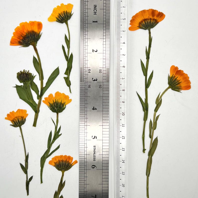 May include: Dried orange calendula flowers with green stems and leaves are arranged on a white surface. A stainless steel ruler, marked in inches, is placed next to the flowers for scale. The flowers are approximately 1 to 3 inches in length.