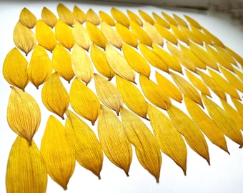 Sunflower petals,  Real pressed dried flowers, Dried flowers, Edible flower, Pressed flowers, Yellow dried flowers for resin,