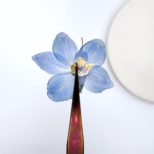 May include: A close-up of a pressed, light blue flower with delicate petals. The flower is held by a pair of tweezers with a metallic, reddish-brown finish. A white, circular object is in the background.