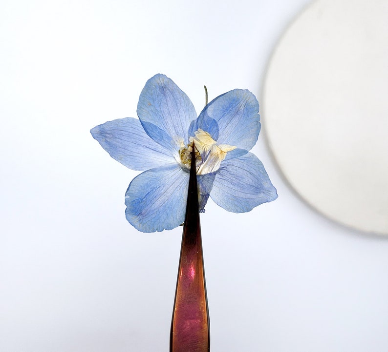 May include: A close-up of a pressed, light blue flower with delicate petals. The flower is held by a pair of tweezers with a metallic, reddish-brown finish. A white, circular object is in the background.