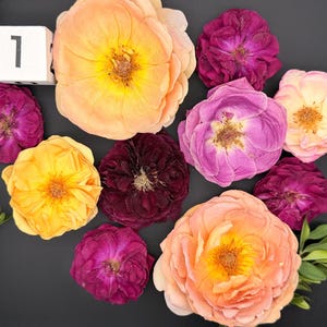 Op de afbeelding: Een verzameling geperste bloemen, waaronder diverse rozen in tinten perzik, geel, diep magenta en donkerpaars, gerangschikt naast groene takjes en een klein wit vierkant blokje met het zwart gedrukte cijfer 1.