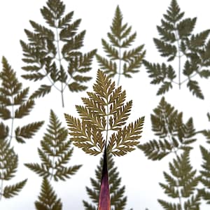 May include: A single brown fern frond stands out against a background of multiple brown fern fronds, all arranged in a symmetrical pattern on a white surface.
