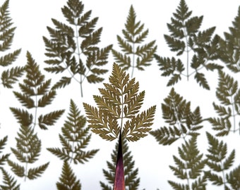 Green leaves, Real pressed dried flowers, Dried flowers, Real pressed dried leaves, Pressed flowers, Grenery for craft