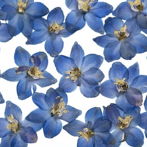 May include: A collection of pressed, dried blue delphinium flowers against a white background. The delicate petals of the flowers are a vibrant blue, with yellow centers. The arrangement is scattered, showcasing the natural beauty of the blooms.