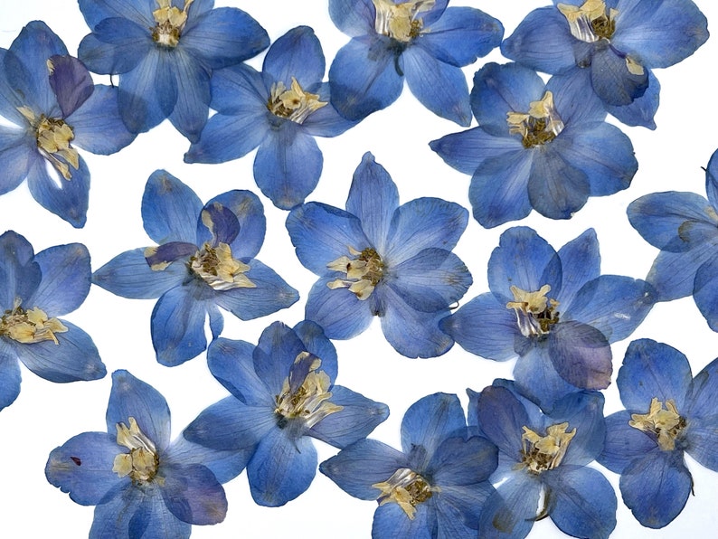 May include: A collection of pressed, dried blue delphinium flowers against a white background. The delicate petals of the flowers are a vibrant blue, with yellow centers. The arrangement is scattered, showcasing the natural beauty of the blooms.