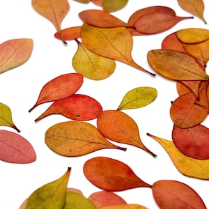 Puede incluir: Vista aérea de hojas secas dispersas en tonos amarillos, naranjas y rojos sobre un fondo blanco. Las hojas tienen forma de lágrima con venas visibles, sugiriendo un tema natural y otoñal.