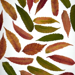 Autumn leaves, Multicolored leaves, Dried leaves, Real pressed dried leaves, Pressed flowers, Grenery for craft