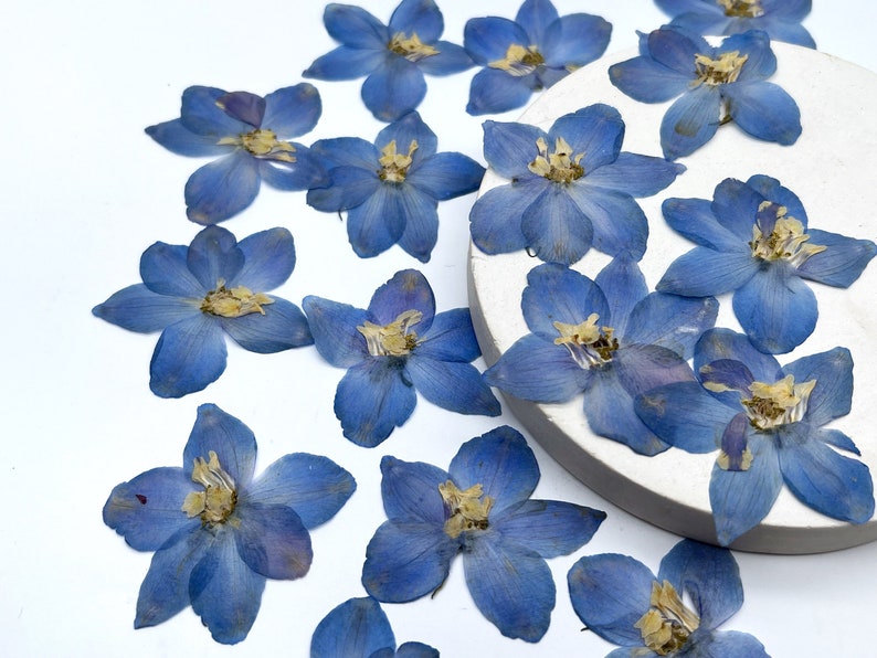 May include: A collection of dried blue delphinium flowers with yellow centers, scattered on a white surface and a small, round, white platform. The flowers have multiple petals and are in various stages of bloom.